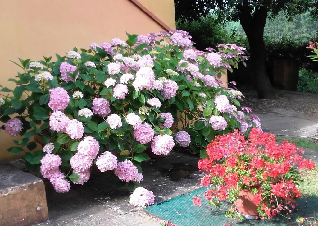 Agriturismo Poggio Al Tesoro Crespina Exteriér fotografie